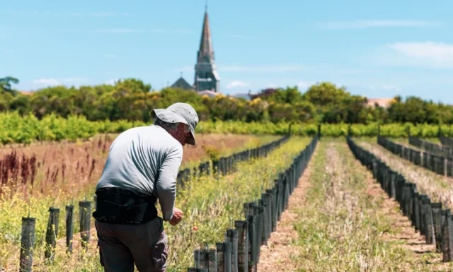 vigne-production-viticole-culture-patrimoine-sainte-marie-ile-de-re-jules-serrurier-640x640.webp