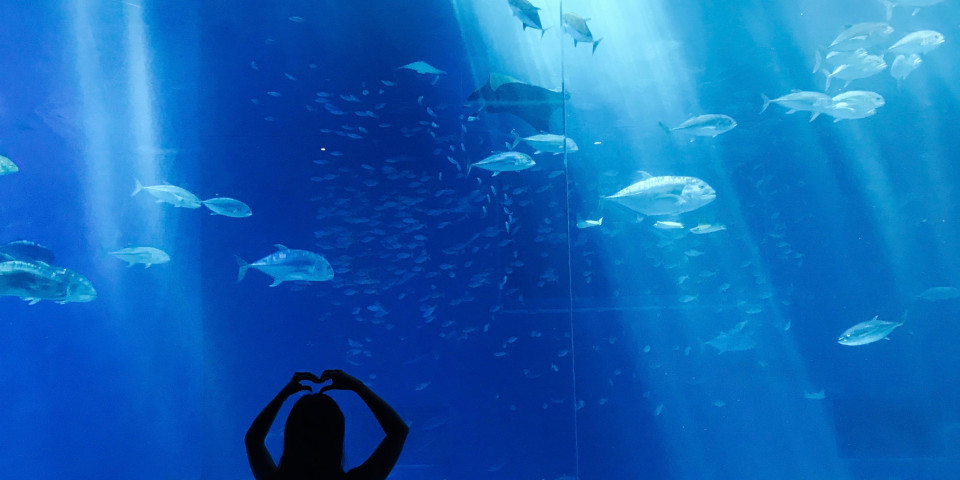 ontdek aquarium la rochelle verhuur van stacaravans voor kinderen